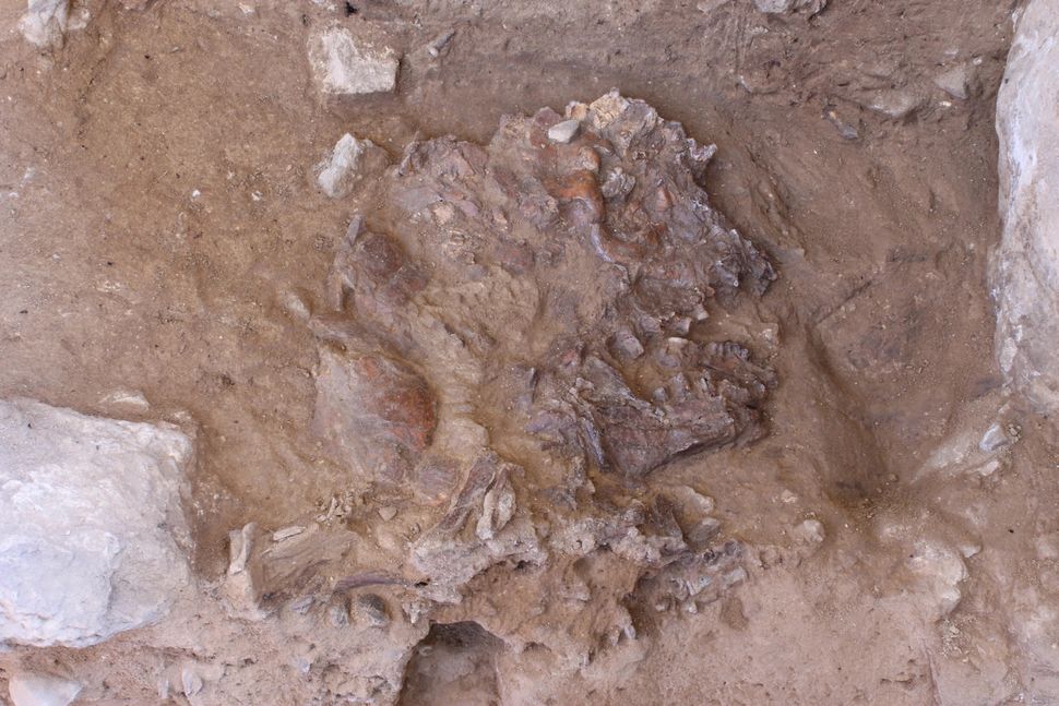 Irak'daki Şanidar Mağarası içinde bulunan "Şanidar Z"nin düzleştirilmiş kafatası. (Görsel: Graeme Barker)