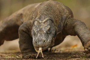 Komodo Ejderi